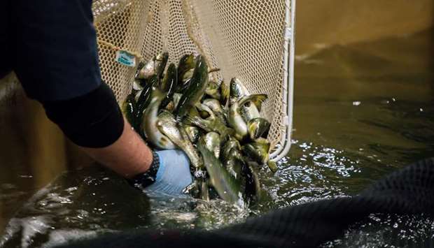SAMPLE: Aquaculture technicians take a sample of Atlantic salmon raised at AquaBounty Farms Indiana.