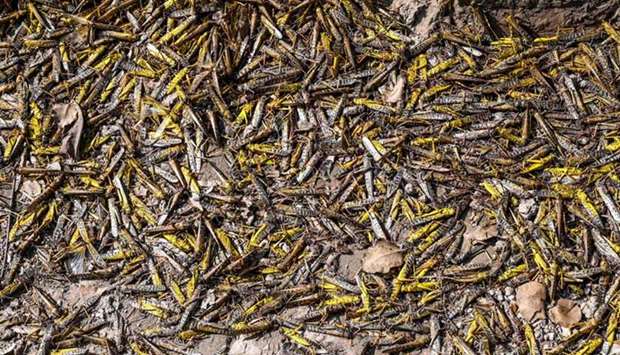 Dead locusts are seen on the ground at a farm in Pipli Pahar in Pakistanu2019s central Punjab province.