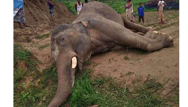 Locals gather around the body of an elephant allegedly died by electricity wires in Teknaf