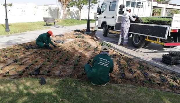 Al Sheehaniya Municipality's Gardens Department planted 586 trees, 353 shrubs and 25,050 summer and winter seasonal seedlings from April 1, 2019 to May 31, 2020, according to a statement. The Services Affairs Department removed 108,613,000 gallons of wastewater and 5,416,810 gallons of rainwater from various places within its jurisdiction. The municipality also attended 1,420 requests to combat insects and rodents, and 848 requests for repairing manholes.