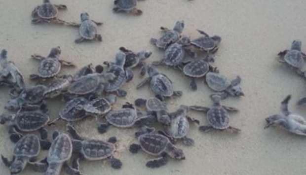 Baby hawksbill turtles moving to the sea after being released from the protected site on Fuwairit Beach.