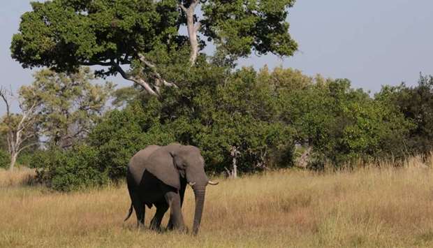 A young bull elephant is seen in the Okavango Delta, Botswana