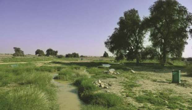 A restored green area in the Qatari desert.