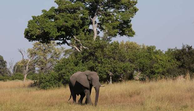FILE PHOTO: A young bull elephant is seen in the Okavango Delta, Botswana.