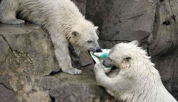 Polar bear twins Anna and Elsa play at Bremerhaven zoo in Germany.