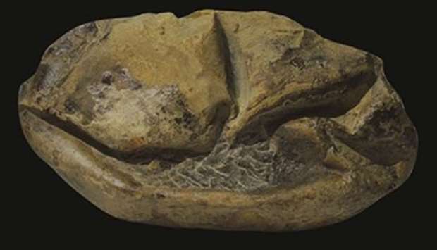 The fossilized egg - measuring 29 by 20 cm - is only slightly smaller than eggs of Madagascar's giant flightless elephant birds that went extinct only in the past several centuries, scientists said