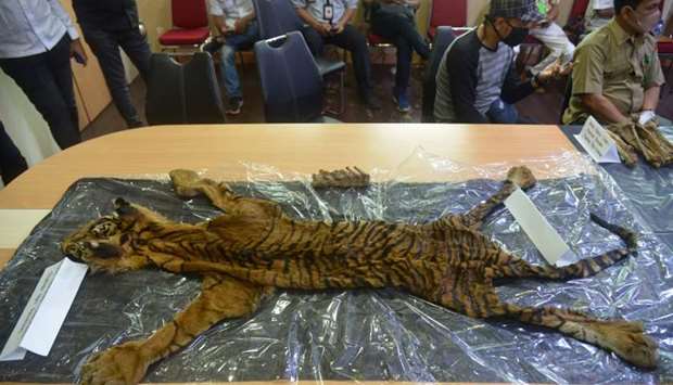 Indonesian police and Acehu2019s Conservation Agency show a female tigeru2019s skin during a press conference following a raid and arrest of the perpetrators in Banda Aceh