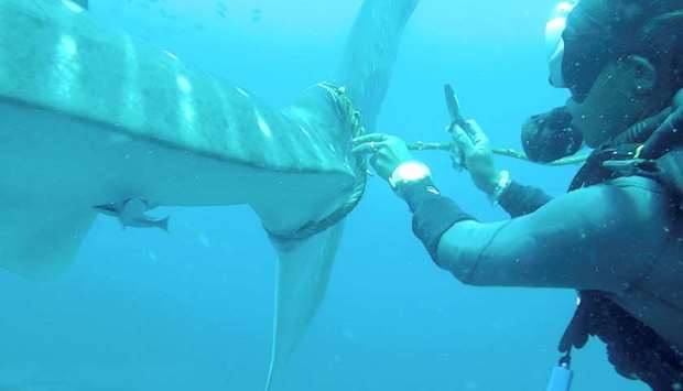 A diver tries to cut a rope from the tail of a whale shark near Koh Tao Island, Thailand, in this still image obtained from a social media video.
