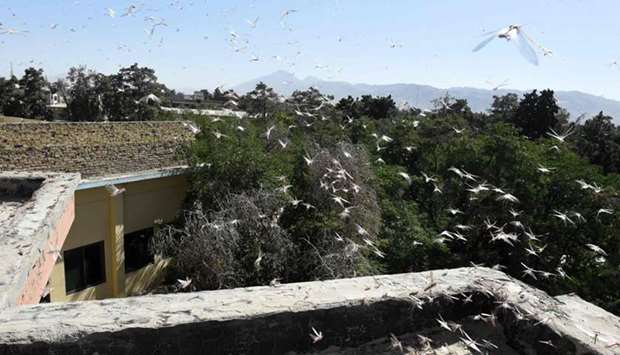 Locusts are seen over a residential area in Quetta. Farmers are struggling as the worst locust plague in decades wipes out entire harvests in Pakistanu2019s agricultural heartlands, leaving people scrambling for income.