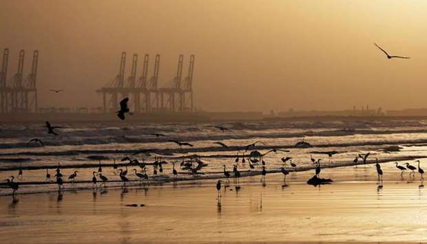 A flock of migratory birds is seen during sunset along Clifton Beach, as the spread of the coronavirus disease (Covid-19) continues, in Karachi.