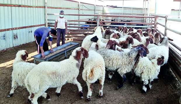 The livestock sector in Qatar is progressing unaffected by the Covid-19 impact