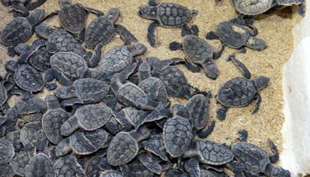 Hawksbill turtle hatchlings