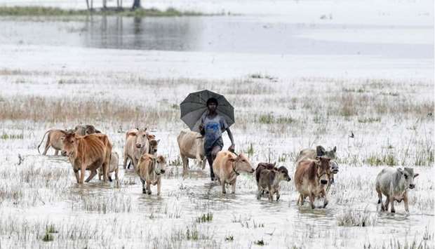 A villager walks with his cattle through floodwaters at Buraburi village of Morigoan district in India's northeastern state of Assam