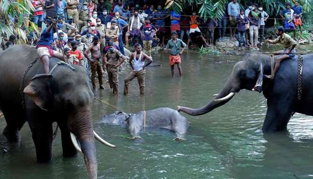 This photograph taken on May 27, shows policemen and onlookers standing on the banks of the Velliyar River in Palakkad district of Kerala state as a dead wild elephant (C), which was pregnant, is retrieved following injuries caused when locals fed the elephant a pineapple filled with firecrackers as it wondered into a village searching for food.
