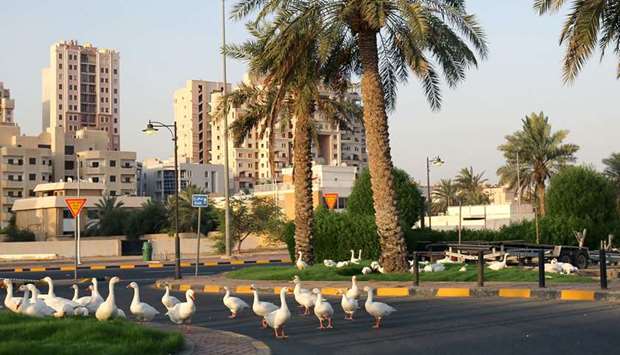 Geese walk along the Arabian Gulf street in Kuwait City yesterday, during a partial curfew to stem the spread of Covid-19.