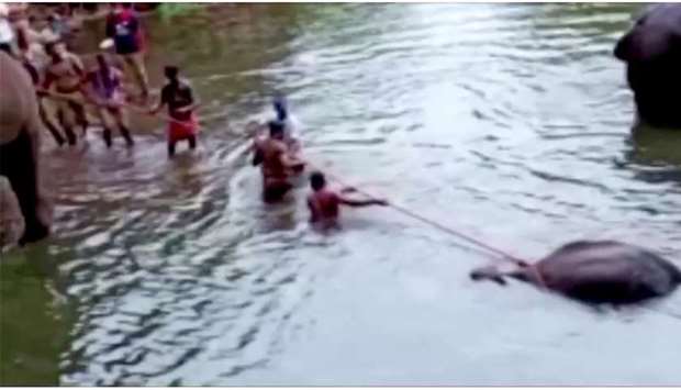 People pull a pregnant elephant out of the water, which died after eating a firecracker-stuffed fruit, in Palakkad district, India