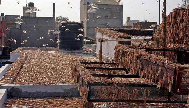 Swarms of locusts are seen atop a residential building in Jaipur, Rajasthan. Authorities are combating swarms of desert locusts that have been rampaging across parts of western and central India in the nationu2019s worst pest infestation in nearly three decades.