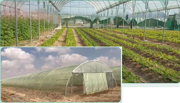 72 greenhouses distributed among 24 producing farms