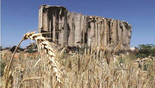 File photo taken on May 27, 2021 shows fully grown wheat grains that had spilled from the silos of Beirut in the massive explosion that killed more than 200 people and injured scores of others on August 4 last year.