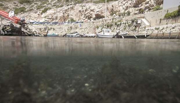 This picture taken in Marseille shows the invasive algae rugulopteryx okamurae proliferating underwater in the Calanque de Callelongue.