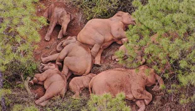 Elephants, part of a herd which had wandered 500 kilometres north from their natural habitat, resting near Yuxi city, in China's southwest Yunnan province on June 14. Yunnan Provincial Command of the Safety Precautions of the Migrating Asian Elephants/AFP