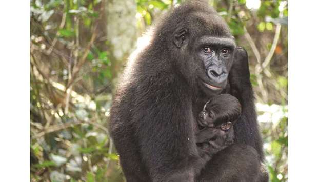 This undated handout photograph released by The Aspinall Foundation yesterday shows a baby gorilla cradled by its mother u2018Mayombeu2019 in The Bateke Plateau, southeast Gabon. (AFP)