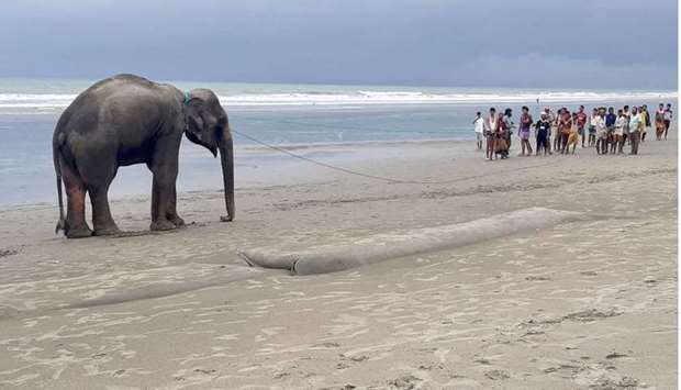 Villagers gather at a beach to lead a wild Asian elephant yesterday, believed to have entered Bangladesh from Myanmar by wading a river, near Bangladesh's southern coastal town of Teknaf