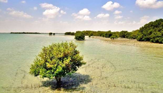 Mangroves in Al Khor.