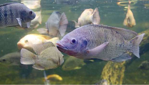 Qatari fish farms are expected to annually produce around 600 tonnes of tilapia, almost equal to a quarter of the imported quantity, but at an attractive price, a senior official announced on Tuesday.