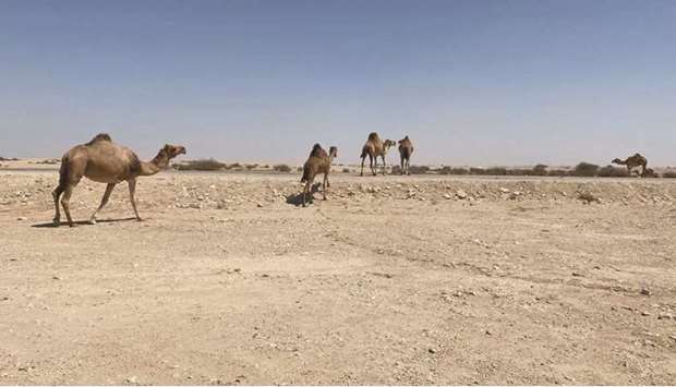 The Ministry of Municipality and Environment's (MME) Protection and Wildlife Department has spotted a number of camel herds grazing in the open wild desert in violation of the relevant decision.