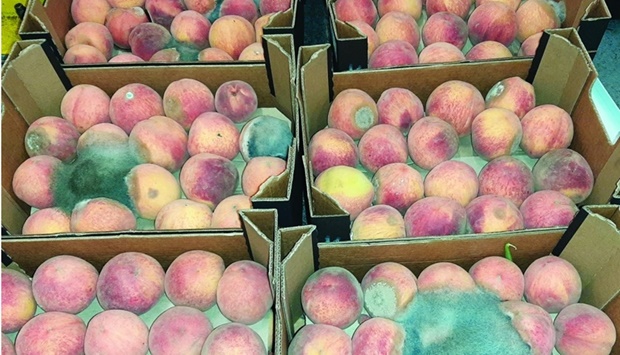 37 consignments of these weighing 63.31 tonnes were destroyed for being infected with bugs at a high rate.