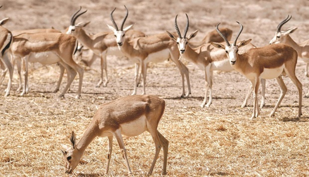 Rhim gazelles graze at the Sawa wildlife reserve in the desert of Samawah in Iraqu2019s southern province of Al-Muthanna.