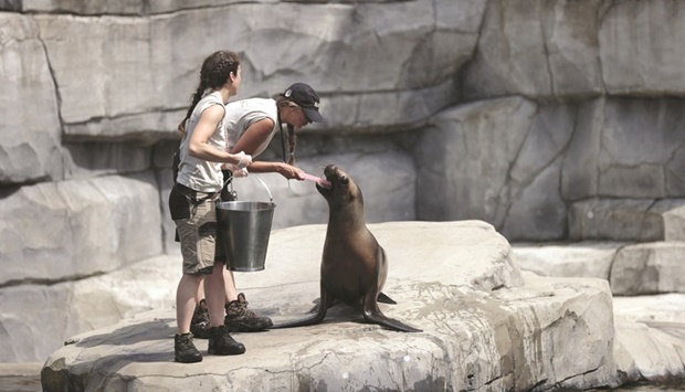 Zookeepers feed a sea lion as staff monitor the animals in the Vincennes Zoo, on the outskirts of Paris, yesterday during heatwave conditions sweeping across France. (AFP)