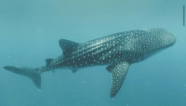 The ministry confirmed the importance of public participation in the success of the whale shark gathering season in Qatari waters, in order to preserve the country's environment and ensure its biodiversity.