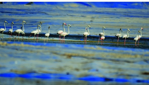 Greater flamingo, winter visitor.
