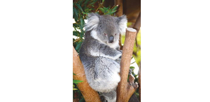 File photo shows a koala sitting on a branch at a zoo in western Sydney.