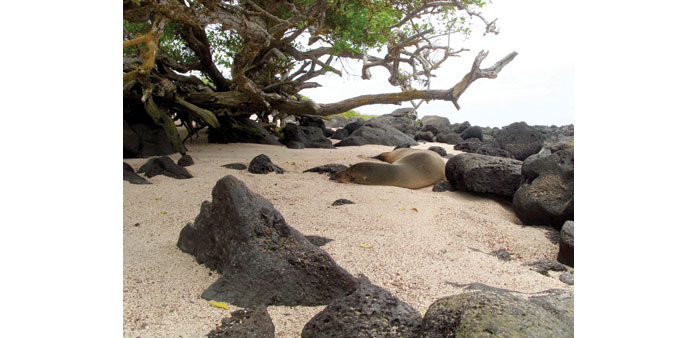 RESTING: A young sea-lion resting on a beach on San Cristobal (Chatham) Island, one of the Galapagos Islands.