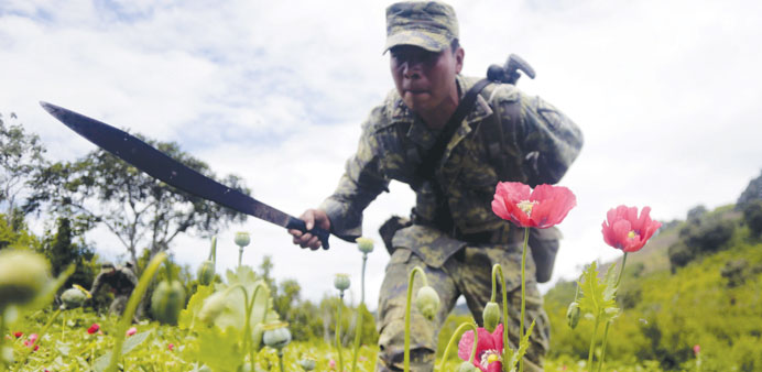 Mexican soldiers cut off poppy flowers during an operation at Petatlan hills in Guerrero state. Mexico is being whipped by a drug cartels war.
