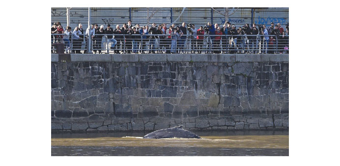 The stranded whale is seen at Puerto Madero harbour in Buenos Aires.