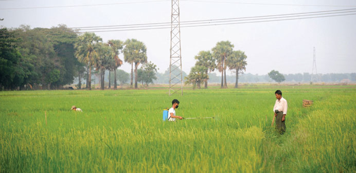 A Myanmar farmer sprays insecticide at his paddy field in Letpadan township in Bago division. 