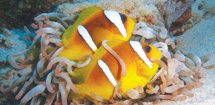 Clown fish with sea anemone.