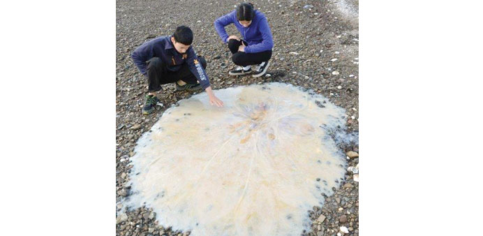 An undated handout photo received yesterday shows a 1.5m new species of giant jellyfish that washed up on a beach near Hobart.