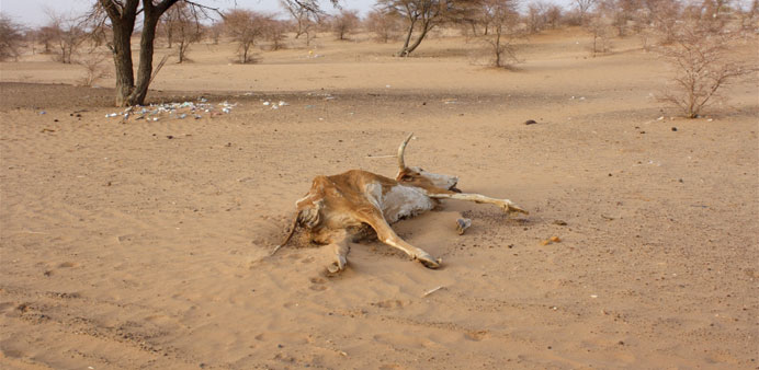 Carcasses dot the sandy landscape in southern Mauritaniau2019s Hodh El Chargui region, where a lack of rain has affected both wild vegetation growth and c