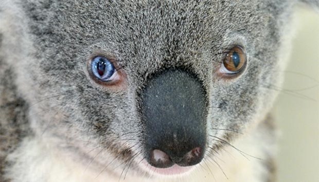 A koala named Bowie with different coloured eyes is seen at Australia Zoo, north of Brisbane.