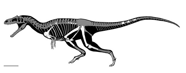 This is a skeletal reconstruction of the Cretaceous Period predatory dinosaur named Gualicho shinyae, whose fossils were unearthed in Argentina. The two-legged carnivore had arms only about the length of a human childu2019s even though its body was up to about 26 feet (8 meters) long.