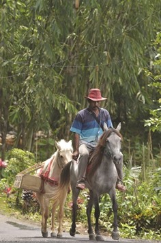 Ridwan Sururi rides Germanis and Luna, two horses dedicated for his u201cmoving libraryu201d he runs for villagers in Serang, a quiet hamlet fringed by rice fields and a volcano on Indonesiau2019s main island of Java.