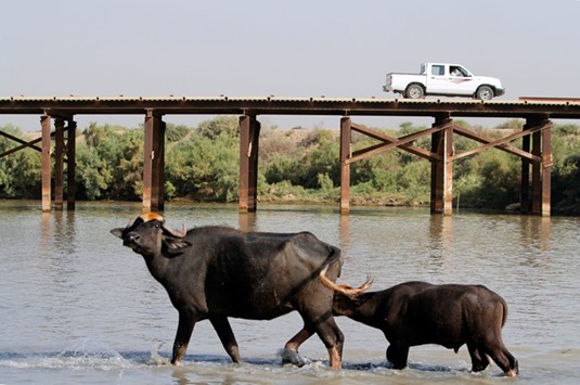 Buffaloes walk in marshland in Nassiriya, southeast of Baghdad.