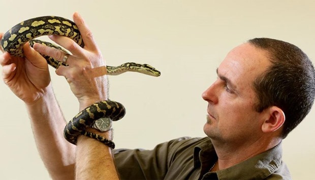 Australian Reptile Park operations manager Scott Ryan checks over the seized jungle carpet python. Picture courtesy: NT News, Darwin