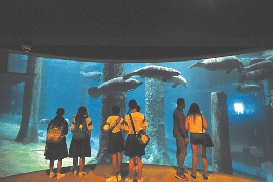 This photograph taken on May 25 shows visitors watching West Indian manatees swim in a tank at the River Safari theme park in Singapore. River Safari will be sending two manatees to the French Caribbean island of Guadeloupe, where they will be part of the worldu2019s first manatee repopulation programme.