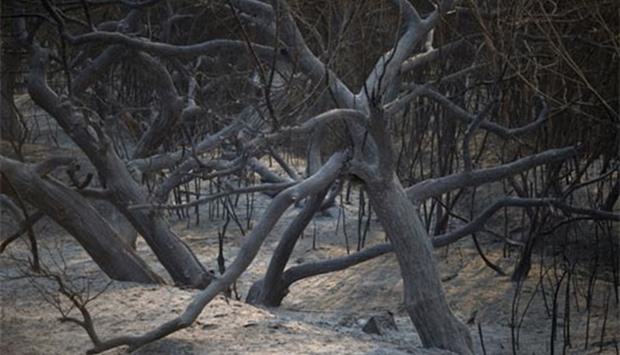 A charred forest is seen at the Sand Fire in Santa Clarita, California.